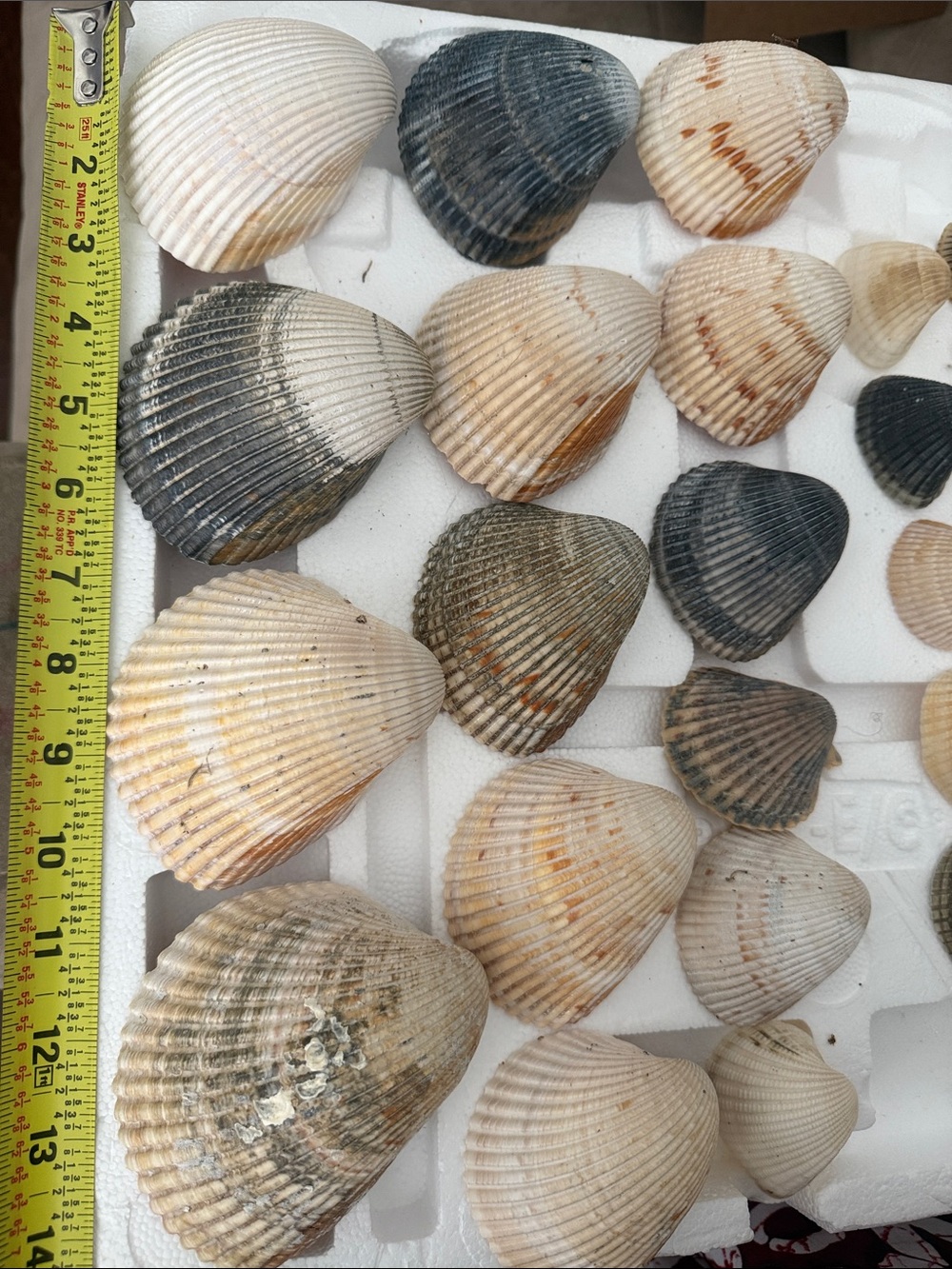 Island Seashells Lot Large Medium Small Miscellaneous
